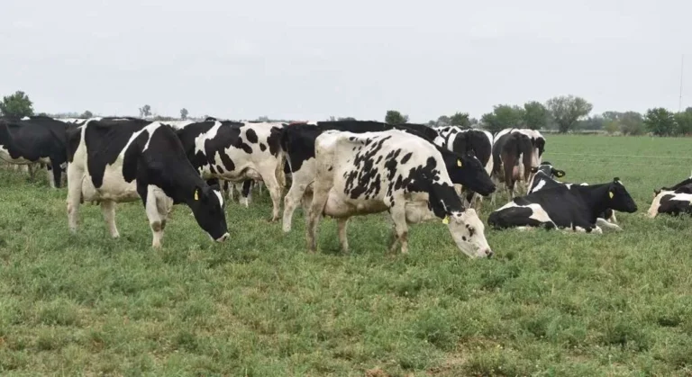 Abigeato en Ballesteros