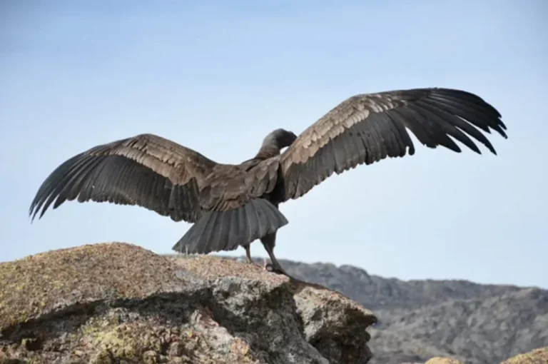 Nació el segundo cóndor criado en cautiverio