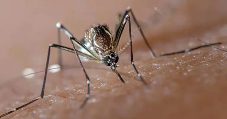 Preocupación por el Dengue en Córdoba