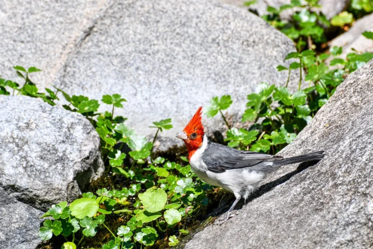 Regresaron a su hábitat 49 aves 