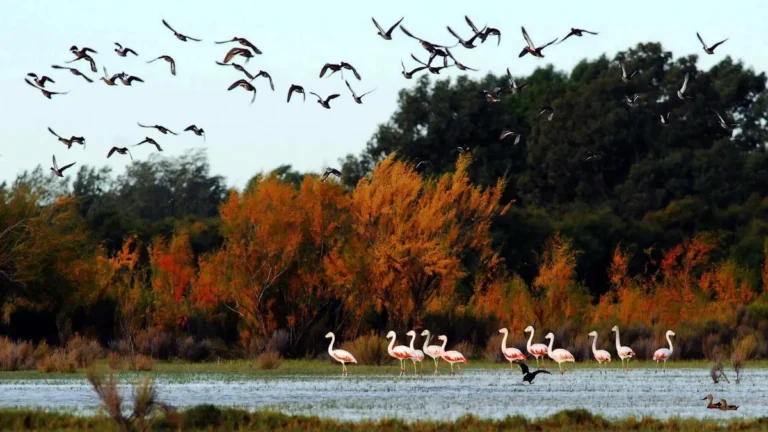 Humedales y cambio climático