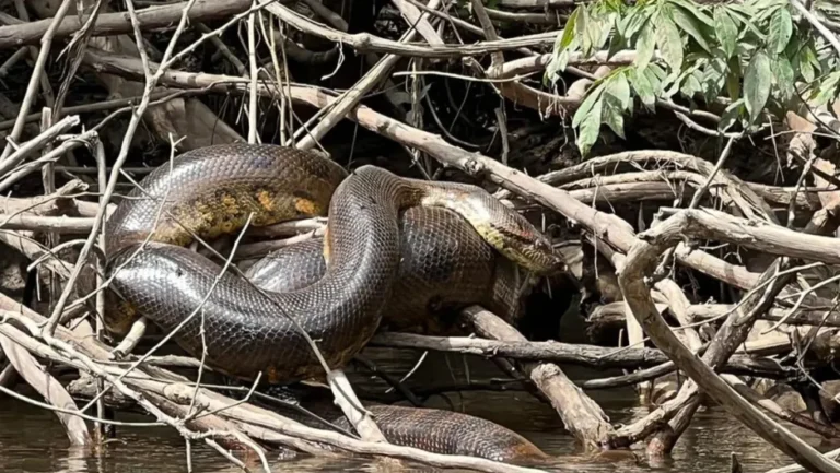 Descubren nueva especie de anaconda