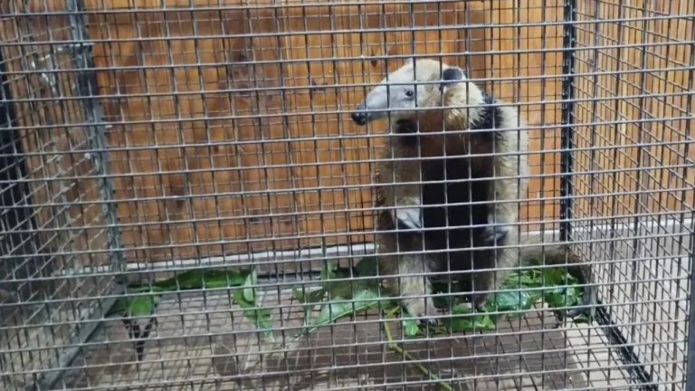 Encuentran un Oso Melero en Salsipuedes