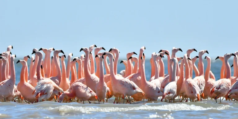 Censo de flamencos en Ansenuza