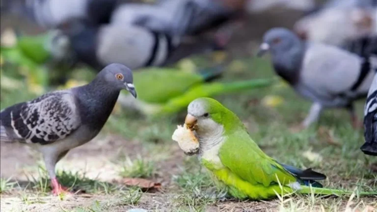 Alertan por el aumento de la psitacosis aviar