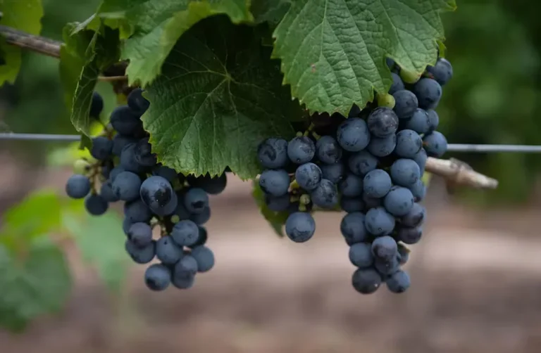Malbec: el vino más exportado