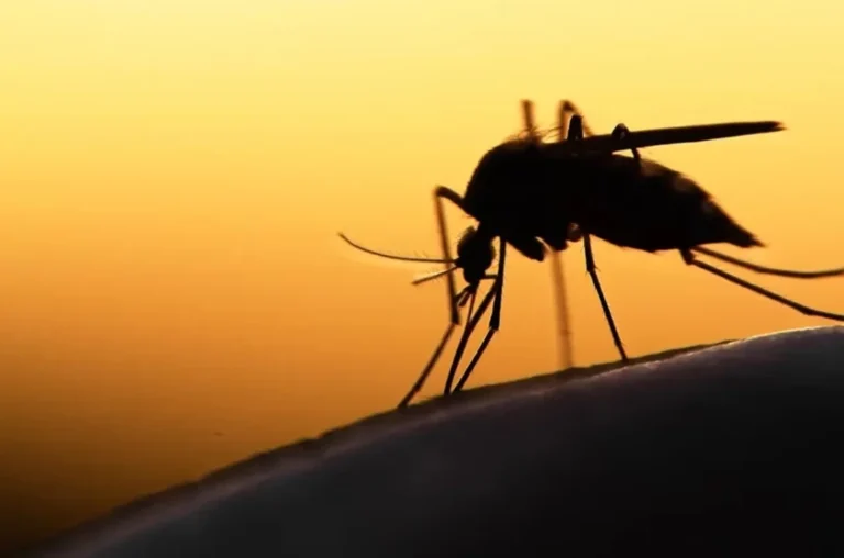 Invasión de mosquitos en San Francisco