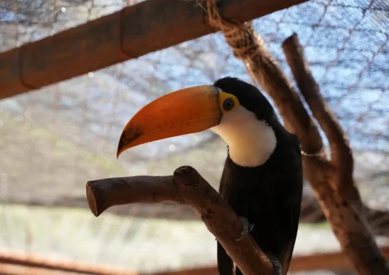Trasladan tucanes a reserva natural