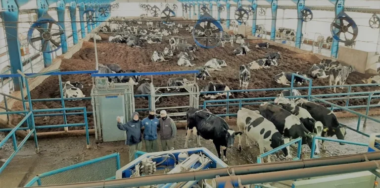 Innovación: tambo automatizado 