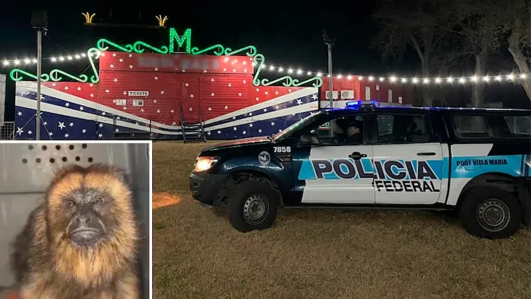 Pozo del Molle: Rescataron en un circo de Córdoba a una mona carayá