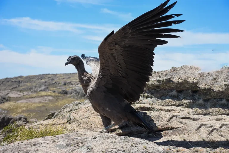 Rescatan a un Cóndor Andino en Córdoba