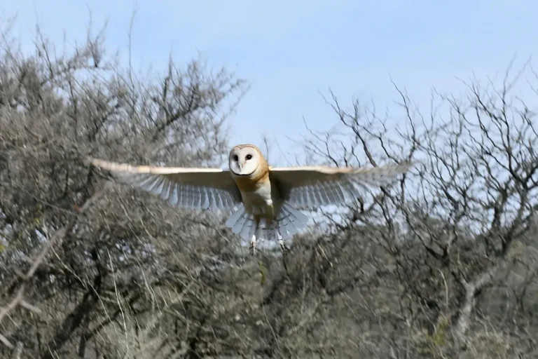 Liberaron 21 aves silvestres 