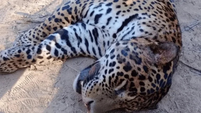 Cazaron un yaguareté en Formosa