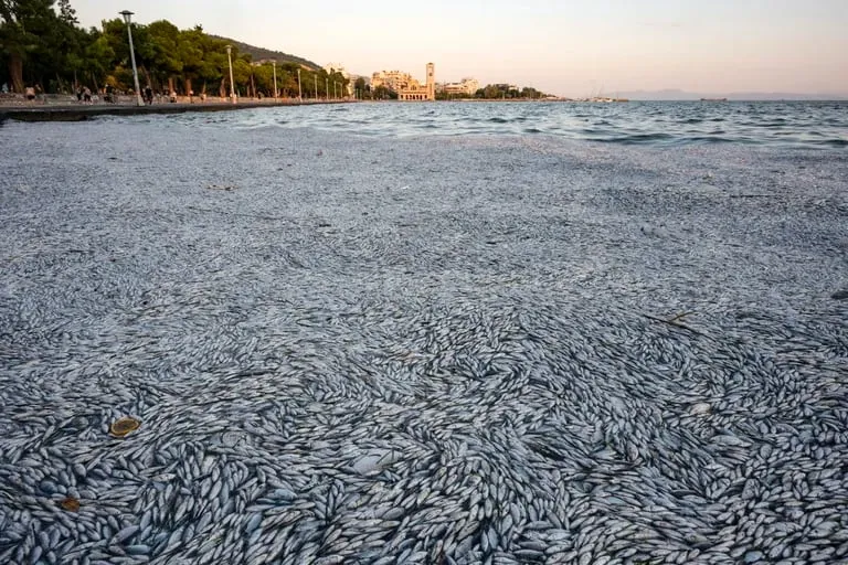 Impactante mortandad de peces en Volos