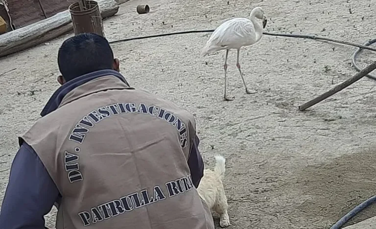 Detenido por fauna silvestre