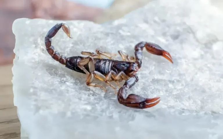 Una bebe falleció por la picadura de un alacrán en Formosa