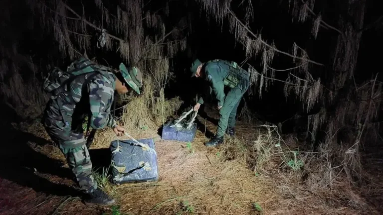 Misiones: descubren más de 136 kilos de marihuana entre la vegetación