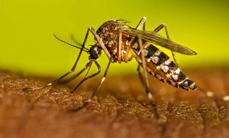 Cinco casos de dengue autóctono en Córdoba