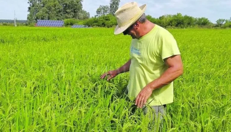 Santa Fe presentó una nueva variedad de arroz