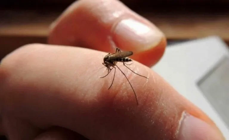 Se duplicaron los casos de dengue en Córdoba 