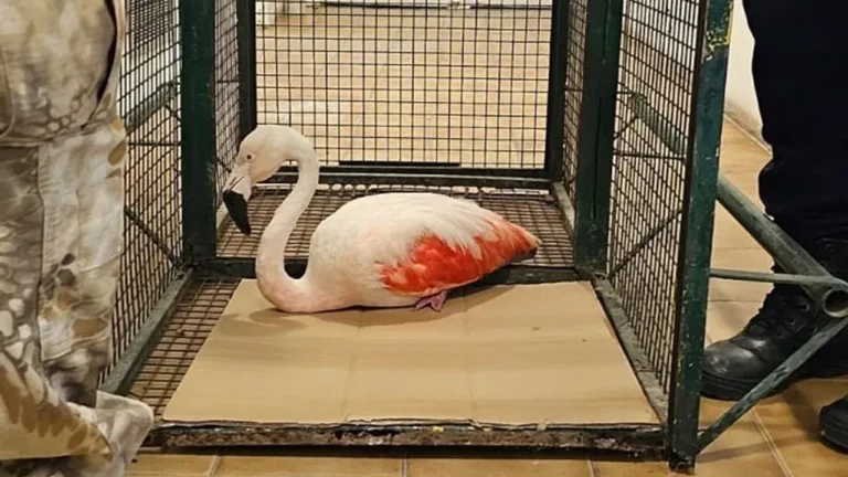 Sorpresa por un flamenco austral en el Aeropuerto
