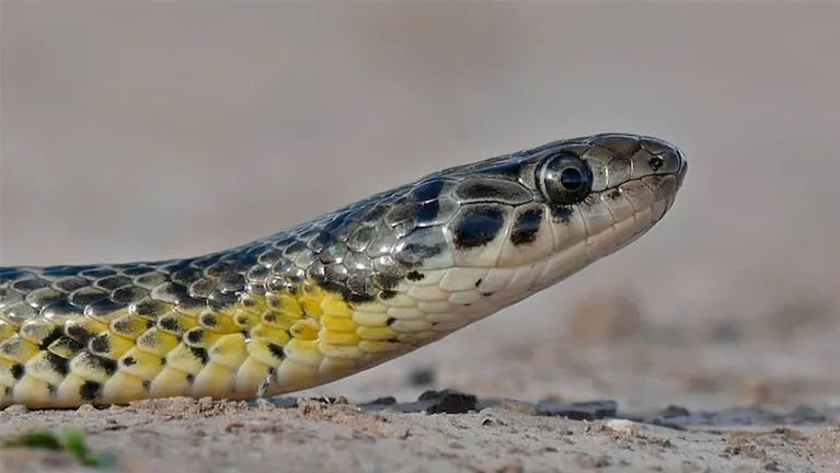 Encuentran una culebra en una casa de Córdoba