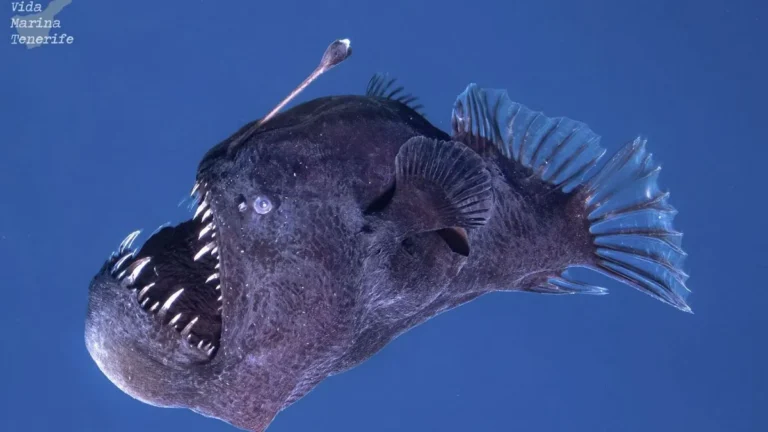 Muere el pez diablo negro