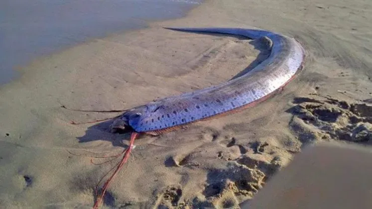 Apareció el enigmático “pez del fin del mundo”  