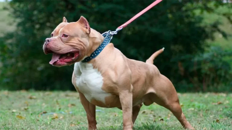 Un pitbull mordió a un bebé en la cabeza