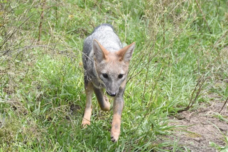 Fauna silvestre devuelta a la naturaleza en La Calera