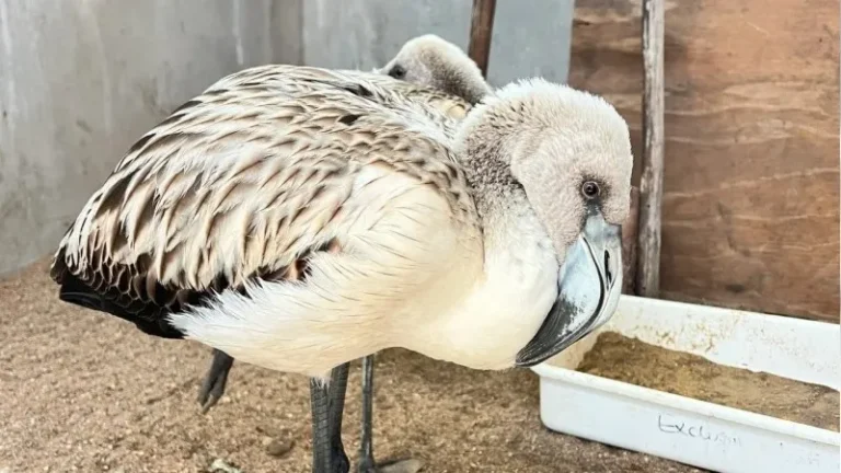 Un flamenco austral sorprendió en Córdoba 