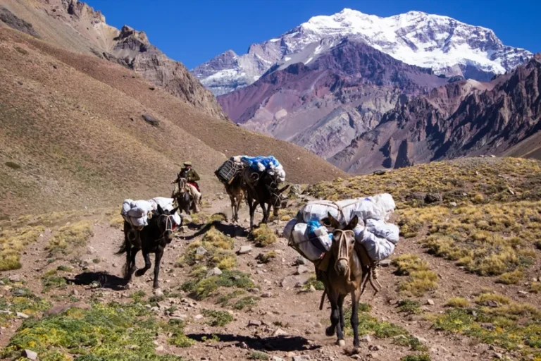 Mulas del Aconcagua: denuncias por maltrato y abandono en el turismo andino