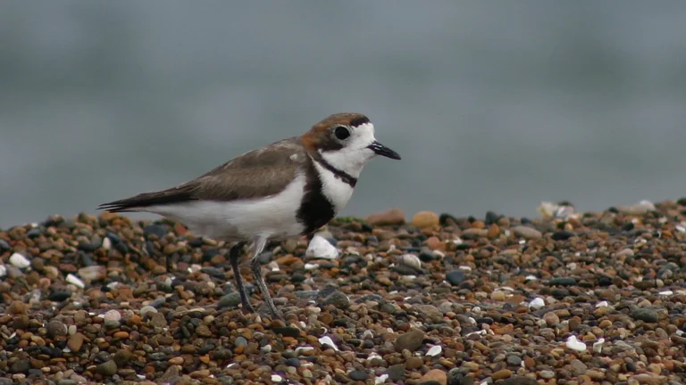 Conservación de aves playeras: Argentina presenta una política ambiental pionera