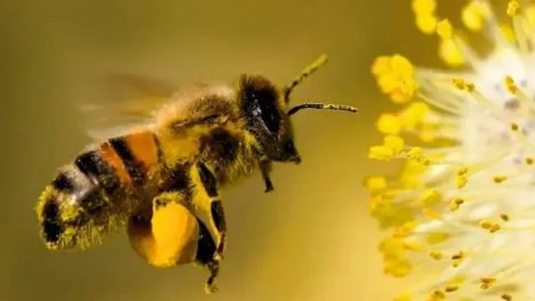 20 de mayo: Día Mundial de las Abejas y su importancia para el planeta