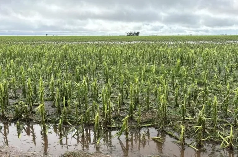 El temporal afectó a los cultivos de la Provincia de Buenos Aires