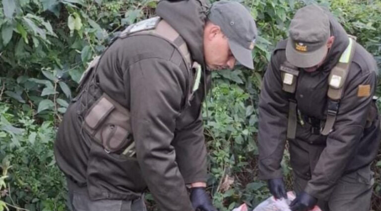 Golpe al narcotráfico en Chaco: Hallaron más de 29 kilos de droga