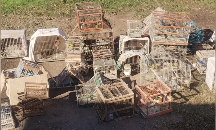 Aves silvestres: rescataron más de 90 ejemplares en Córdoba