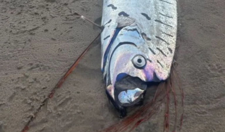 Una extraña criatura marina apareció en una playa