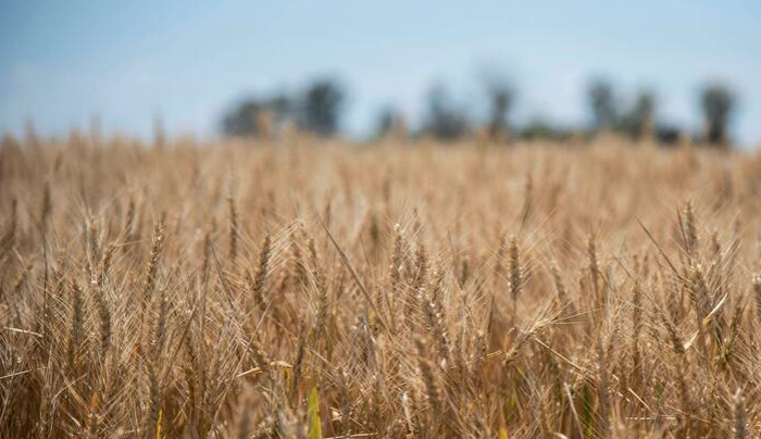 Las heladas mejorarían las perspectivas para la siembra de trigo