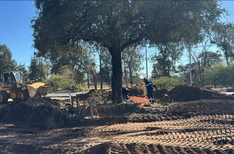 Traslado de árbol: cuidados técnicos y resistencias sociales en Villa Allende