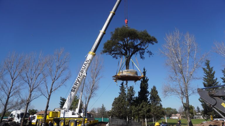 Quebracho blanco trasladado en Villa Allende