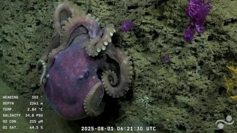 El Conicet y la UBA lanzaron un nuevo streaming científico desde el Atlántico Sur