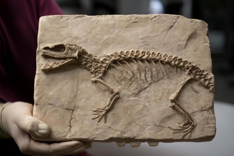 Hallan un fósil de 242 millones de años que reescribe la historia evolutiva de los lagartos