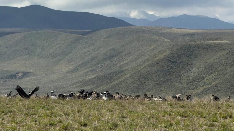 Récord histórico: avistan más de 90 cóndores juntos en Tupungato