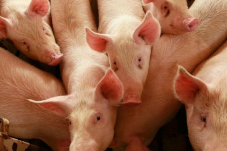 Córdoba notificó cinco casos de triquinosis en el interior