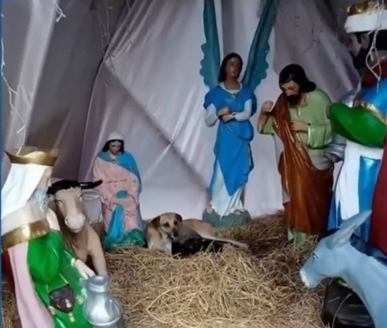 Una perrita callejera dio a luz en un pesebre y su historia se volvió viral
