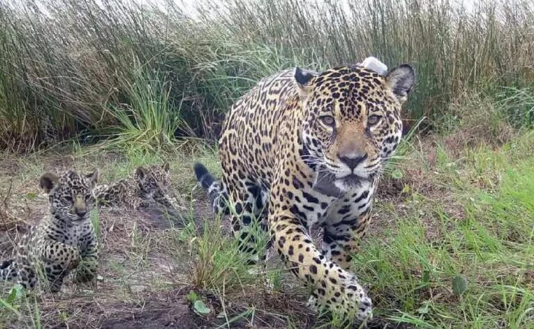 Registraron a la yaguareté Janaína con dos nuevas crías en Iguazú