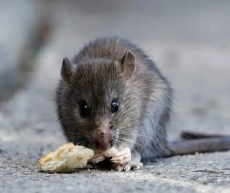 Murió por leptospirosis un joven en Santa Fe y alertan por el aumento de casos