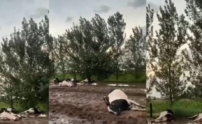 Una centella mató decenas de vacas durante la tormenta en la región