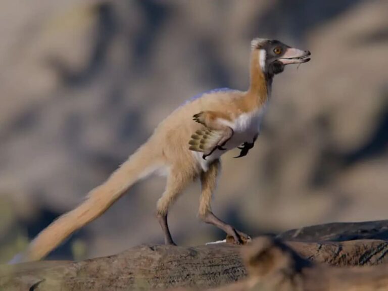 Hallazgo histórico en la Patagonia: identifican el “eslabón perdido” de un grupo emparentado con el T. Rex